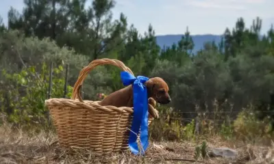 Alertan por abandono de perros en primeros meses del año