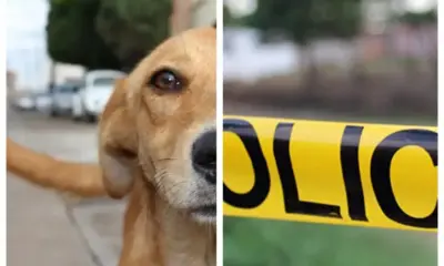 Perro encuentra restos humanos y lleva una mano a su casa; eran dos cuerpos