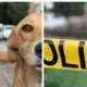 Perro encuentra restos humanos y lleva una mano a su casa; eran dos cuerpos