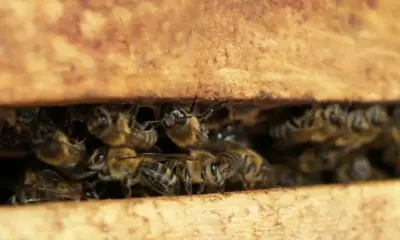 Hombre de 74 años muere tras ser atacado por abejas africanas