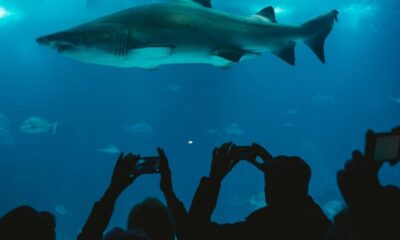 Tiburón muerde a niño de 10 años en un resort de las Bahamas