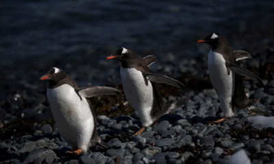 Detectan gripe aviar en pingüinos cerca de la Antártida