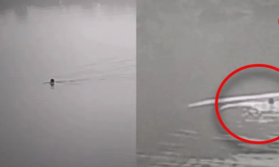 Joven es atacado por cocodrilo en Tampico