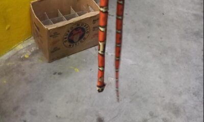 Tremendo «Coralillo», dentro  de un cartóncito de cerveza