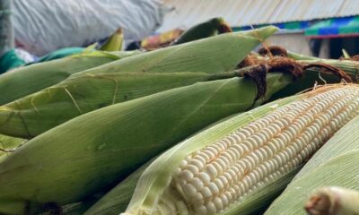 Vendedores de elote apuestan a cosecha local 