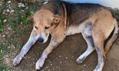 Vecinos viven atemorizados por perro pit bull que está acabando con todo a su paso en la Josefa Ortiz de Domínguez (+Vídeo)