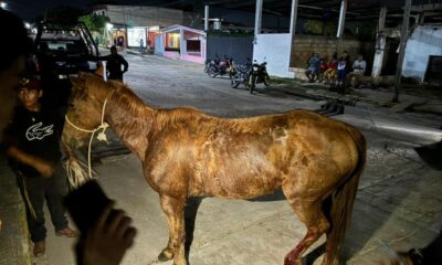 Jinete en estado inconveniente provoca que su yegua caiga y se atore en un traga tormenta en calles de Oluta