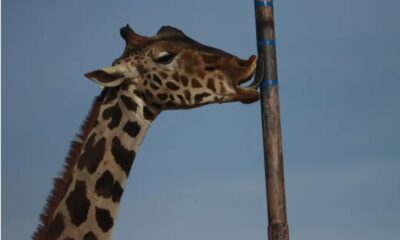 Jirafa Benito llega tras más de 30 horas a Africam Safari