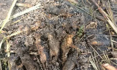 Hallan 10 cachorros tigrillos calcinados en zona norte de Veracruz