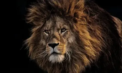 Hombre muere devorado por león tras intentar tomarse foto con el felino