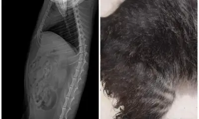 Denuncian que un sujeto cometió abus0 s3xual contra un gato en colonia de Veracruz