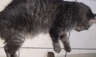 Corresponde a Fiscalía investigar abus0 s3xual de gato: Protección Animal de Veracruz