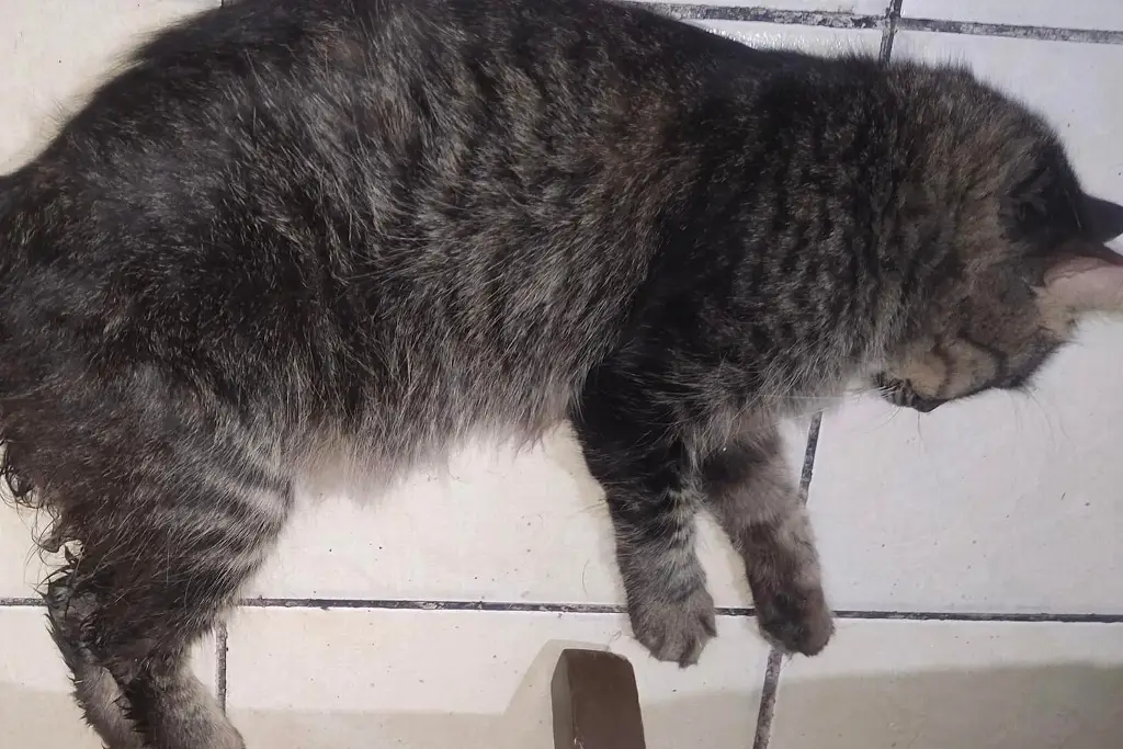 Corresponde a Fiscalía investigar abus0 s3xual de gato: Protección Animal de Veracruz