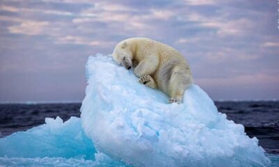 OSO POLAR DURMIENDO GANA EL WILDLIFE PHOTOGRAPHER OF THE YEAR 2023