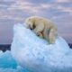 OSO POLAR DURMIENDO GANA EL WILDLIFE PHOTOGRAPHER OF THE YEAR 2023