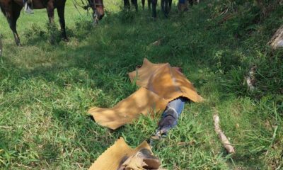 Perdió la vida dentro del rancho  de Juan Nicolas Callejas Roldán 