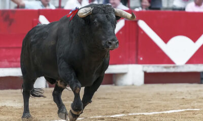 Tribunal quita freno a corridas en Plaza de Toros México