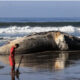 Ballena jorobada aparece muerta en playas de Acapulco