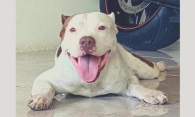 En medio de la búsqueda de Bruno, localizaron a otro lomito extraviado desde hace dos años