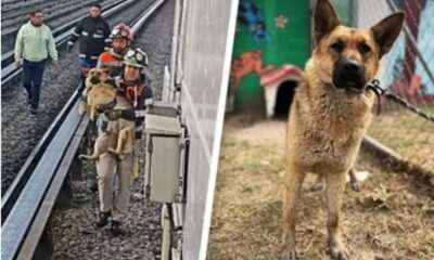 Rescatan a perrito en la Línea B del Metro CdMx; realizan corte de energía