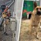 Rescatan a perrito en la Línea B del Metro CdMx; realizan corte de energía