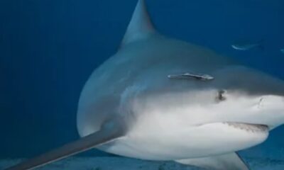 Aumentan muertes de personas por ataques de tiburones, según estudio