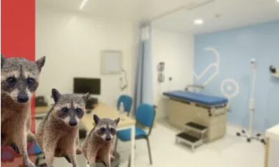 Mapaches caen sobre consultorio, áreas de salud luchan contra plagas en Tamaulipas