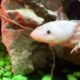 El ajolote mexicano está al borde de la extinción; científicos explican las razones y qué hacer para evitarlo