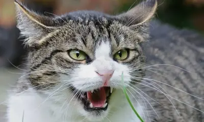 Confirman muerte de adulto mayor por rabia; gato lo mordió al rescatarlo