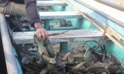 Detienen a tres presuntos traficantes de iguanas en Cosoleacaque, Ver; llevaban un fuerte cargamento 