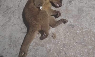 Localizan a una Martucha, con lesiones, fractura expuesta, y en agonía en calles de Acayucan