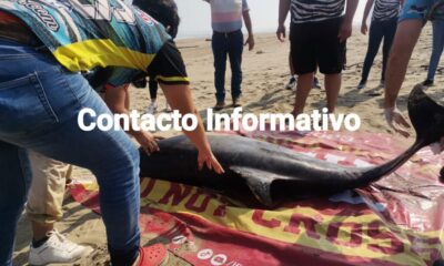 Recala delfín muerto en la zona Costera de Coatzacoalcos