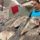Vendedores de pescados y mariscos optimistas ante periodo de Semana Santa 