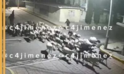 ¡México mágico! Captan robo masivo de borregos en calles de Edomex