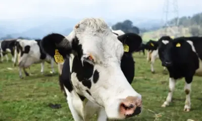Reportan primer caso humano de gripe aviar tras contacto con vacas lecheras
