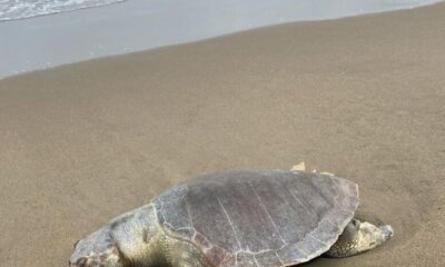*Localizan tortuga marina muerta en playa de Coatzacoalcos*