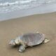 *Localizan tortuga marina muerta en playa de Coatzacoalcos*