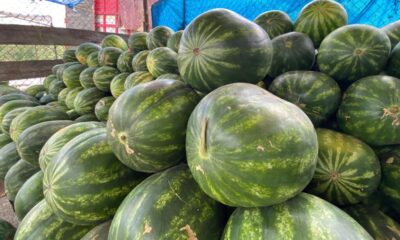 Sandia tipo calabaza, la sensación en Minatitlán; vienen de campos Menonitas 