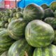 Sandia tipo calabaza, la sensación en Minatitlán; vienen de campos Menonitas 