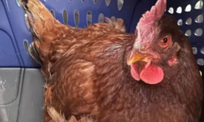 Sacrifican gallina en el Senado como ofrenda por el Día de la Lluvia