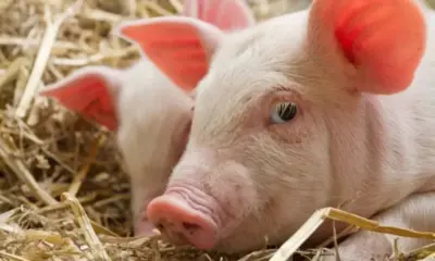 Una mujer, segunda persona en el mundo en recibir el riñón de un cerdo