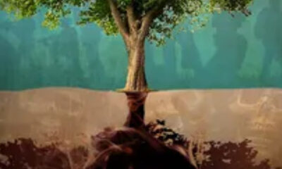 ‘Derecho de sombra’: narcos cobran extorsiones por cada árbol que tenga una casa en zonas de Tamaulipas