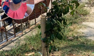 Comerciantes y ciudadanía reforestaron el área talada por órdenes del gobierno de Carmen Medel Palma 