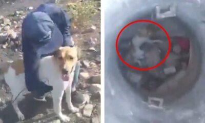 Crueldad sin límites: jóvenes amarran y lanzan a perrita a un pozo en León