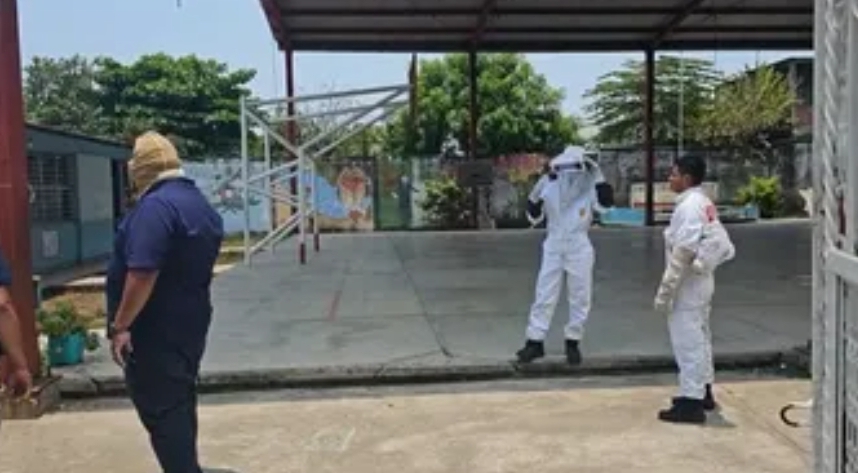Abejas africanas atacan a 30 niños de una escuela de Tapachula, Chiapas, durante el receso