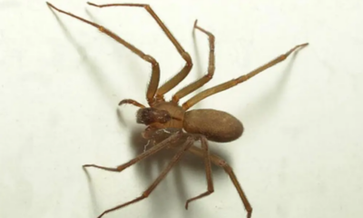 Araña violinista muerde a hombre; muere en hospital donde esperaba ser atendido