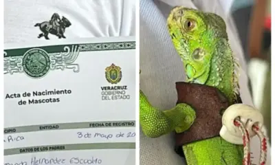 En este municipio de Veracruz las mascotas ya pueden contar con acta de nacimiento