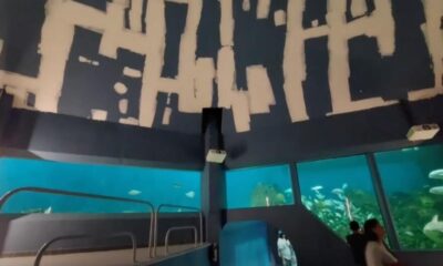 El Acuario de Veracruz ha perdido mil 577 animales desde que el gobierno de Cuitláhuac García lo administra