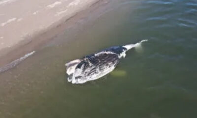 Hallan a ballena jorobada varada en estado de descomposición en costas de Guasave, Sinaloa