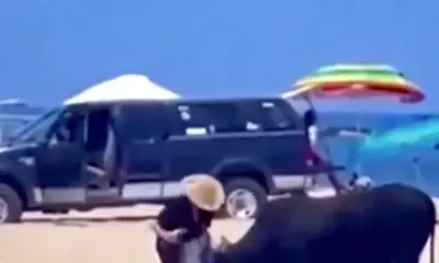 Toro suelto en la playa sorprende a bañistas; hay 2 mujeres lesionadas